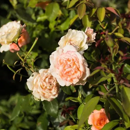 アパート Makris House- Panorama Agia Efimia